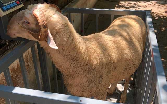 Kağıthane Adak