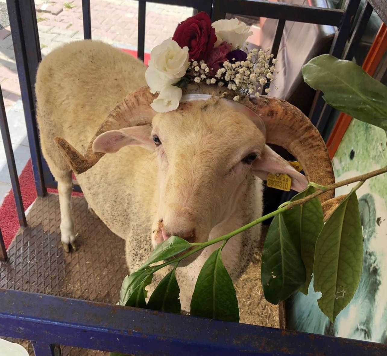 adakkurban fiyat