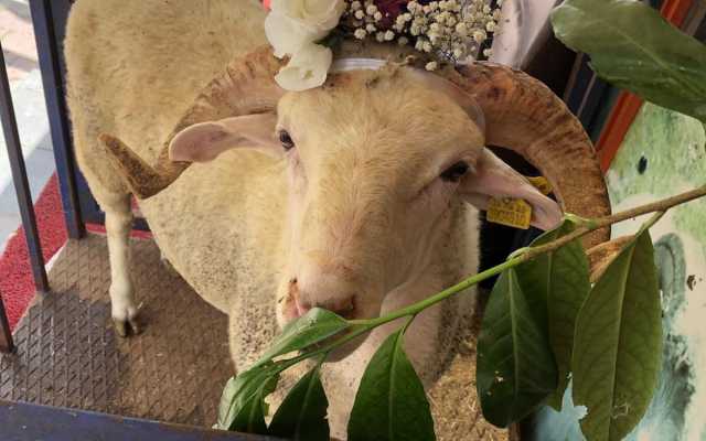 Eyüpsultan adak kurban fiyatları hakkında detaylı bilgi için doğru yerdesiniz. Mahalle bazlı kurban kesimi, hijyenik hizmet ve uygun adaklıklar için bizi hemen arayın!