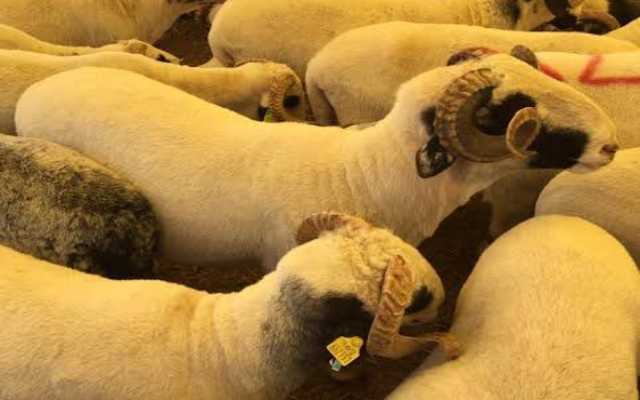 Bağcılar Barbaros Mahallesi Adak Kurban Fiyatları ve Satış Yeri