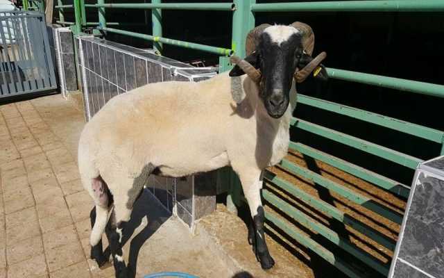 Bağcılar Çınar Mahallesi Adak Kurban Fiyatları ve Satış Yeri