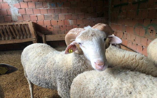 Bağcılar Demirkapı Mahallesi Adak Kurban Fiyatları ve Satış Yeri