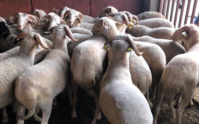 Bağcılar Evren Mahallesi Adak Kurban Fiyatları ve Satış Yeri