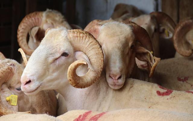 Bağcılar Fatih Mahallesi Adak Kurban Fiyatları ve Satış Yeri
