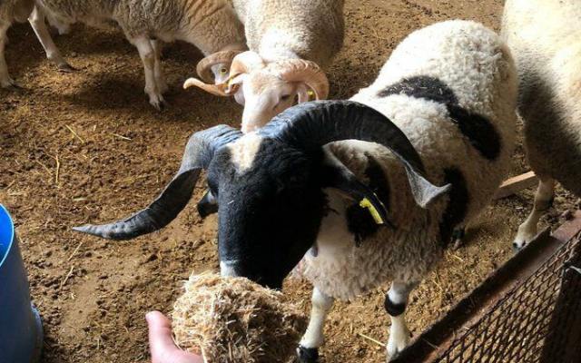 Bağcılar Göztepe Mahallesi Adak Kurban Fiyatları ve Satış Yeri