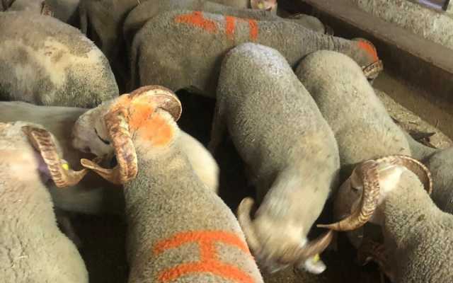 Bağcılar Güneşli Mahallesi Adak Kurban Fiyatları ve Satış Yeri