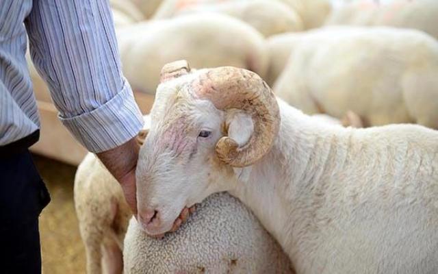 Bağcılar Kirazlı Mahallesi Adak Kurban Fiyatları ve Satış Yeri