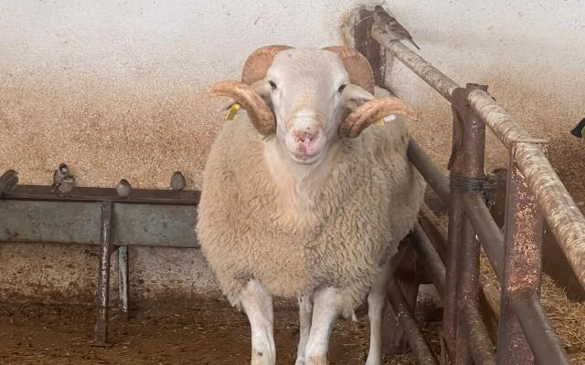 Bağcılar Mahmutbey Mahallesi Adak Kurban Fiyatları ve Satış Yeri