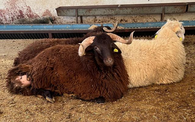 Bağcılar Merkez Mahallesi Adak Kurban Fiyatları ve Satış Yeri