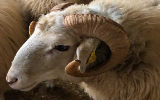 Fatih Şehremini Mahallesi Adak Kurban Fiyatları ve Satış Yeri