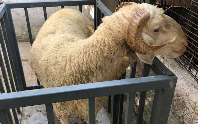 Fatih Sümbül Efendi Mahallesi Adak Kurban Fiyatları ve Satış Yeri