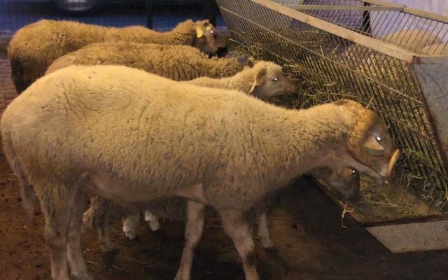 Fatih Yavuz Sultan Selim Mahallesi Adak Kurban Fiyatları ve Satış Yeri